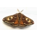 Emperor Moth pavonia  cocoons